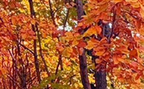 ��ɫ�ĳ�������300�ֻ���ƪ